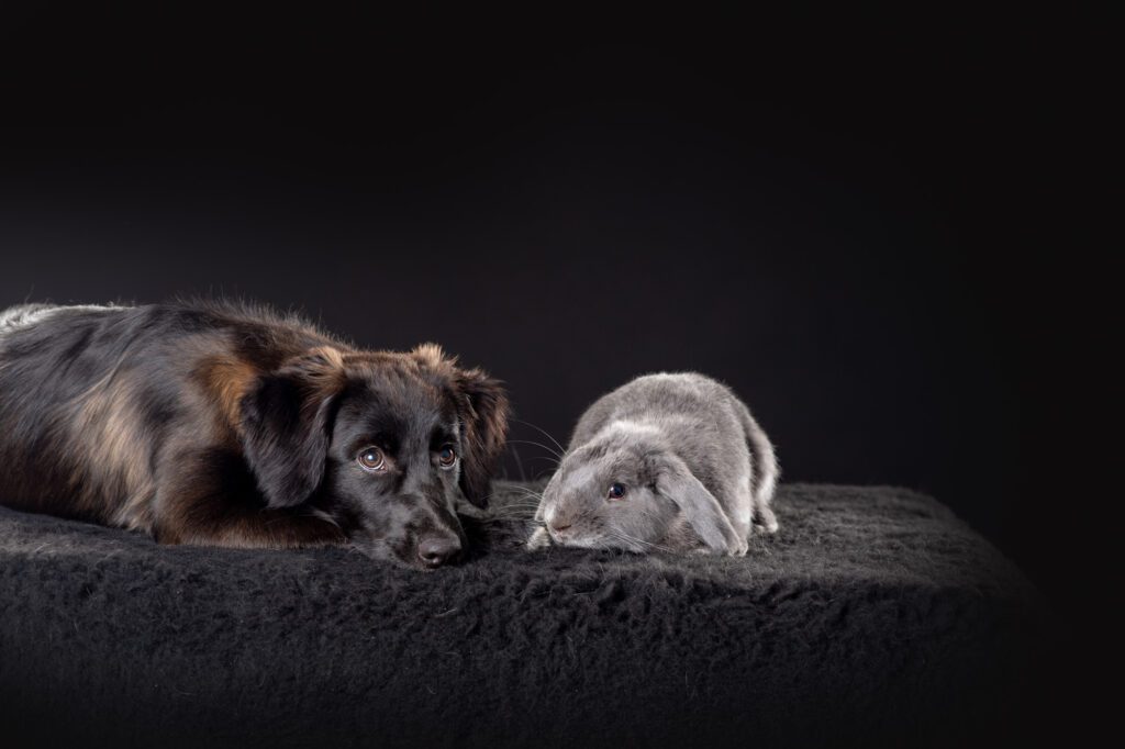 Shooting photo chien : immortalisez l'instant